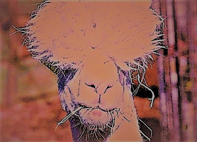 hilarious-alpaca-hairstyles-r